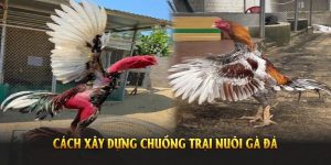 Cách Chăm Gà Đá 33win Dành Riêng Cho Sư Kê Chuyên Nghiệp