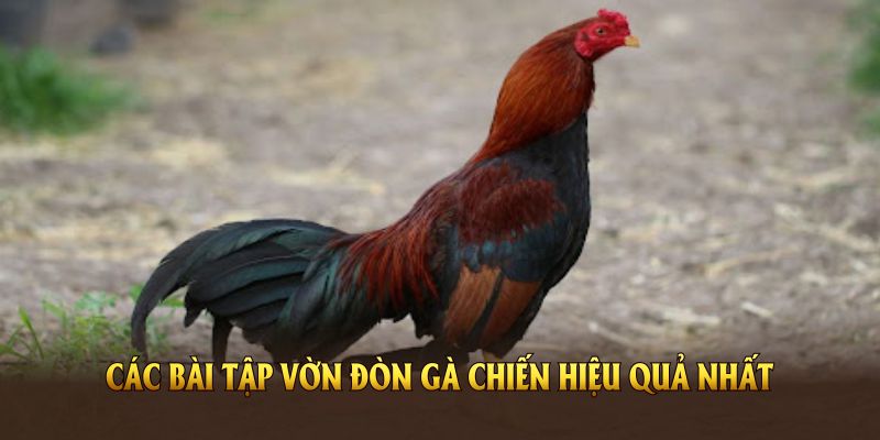 Các bài tập vờn đòn gà chiến hiệu quả nhất từ chuyên gia 33win