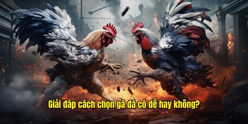 Giải đáp cách chọn gà đá có dễ hay không?