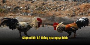 Cách chọn gà đá 33win giúp bạn thắng dễ dàng hơn