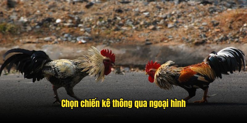 Cách chọn gà đá 33win giúp bạn thắng dễ dàng hơn