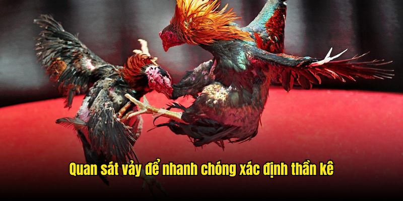 Quan sát vảy để nhanh chóng xác định thần kê