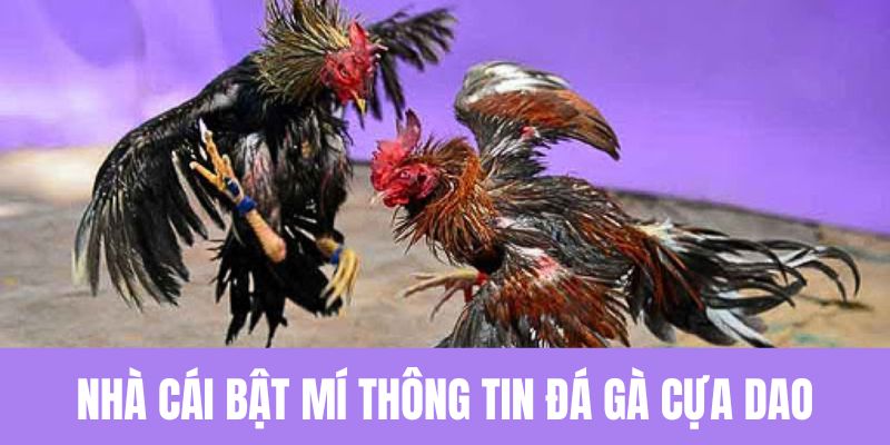 Nhà cái bật mí thông tin đá gà cựa dao có năng lực tốt nhất