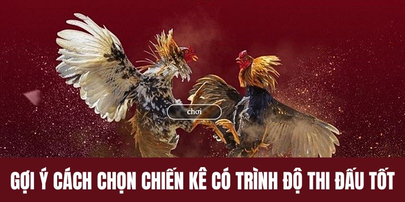 Gợi ý cách chọn chiến kê có trình độ thi đấu tốt nhất nhà cái