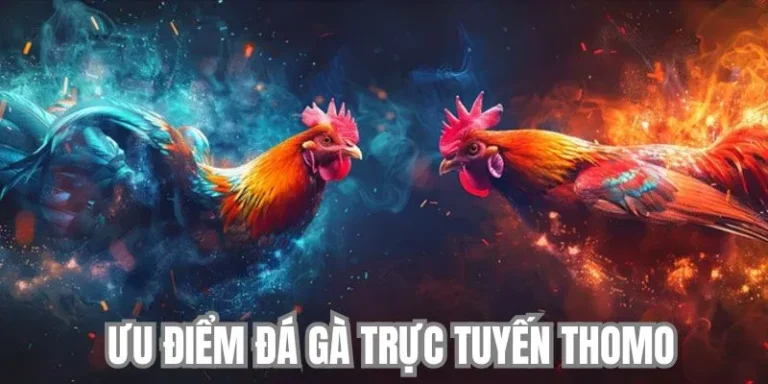 Lý do lựa chọn giải trí đá gà Thomo 33win trực tuyến