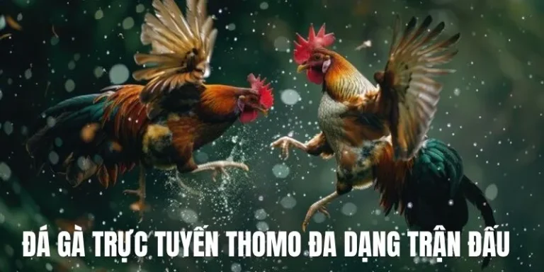Kinh nghiệm cược chọi kê Thomo trực tuyến thắng lớn
